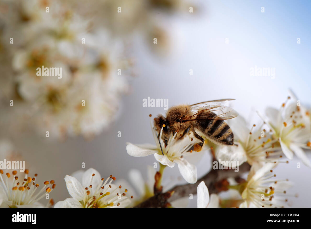 Close Up of Honey Bee Apfelbaum im Frühjahr mit weißen Blüten Stockfoto