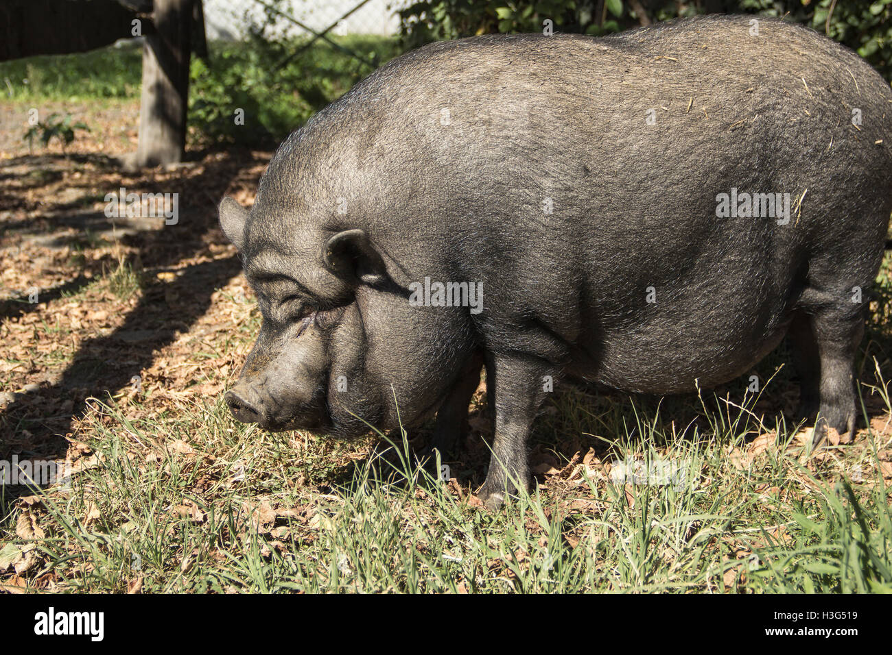 Hippodrom von Belgrad, Serbien - A vietnamesische dickbäuchige Schwein benannte Vasilije Maskottchen der Pferdesport Club-Belgrad Stockfoto