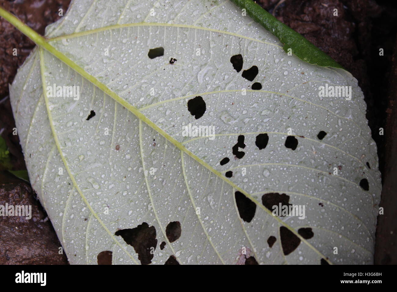 Ein Blatt garniert mit Wasser Tropfen Stockfoto