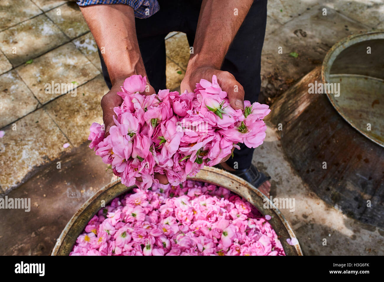Iran, Provinz Isfahan, Kashan Stadt, Destillation von Rose für die Herstellung von das Rosenwasser Stockfoto