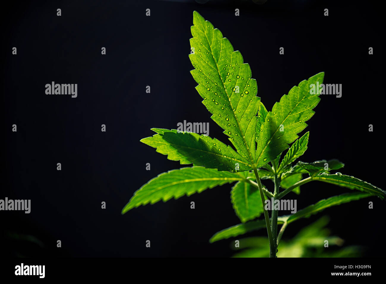 Detail der Marihuana-Pflanze Blatt mit Wassertropfen auf schwarzem Hintergrund isoliert Stockfoto