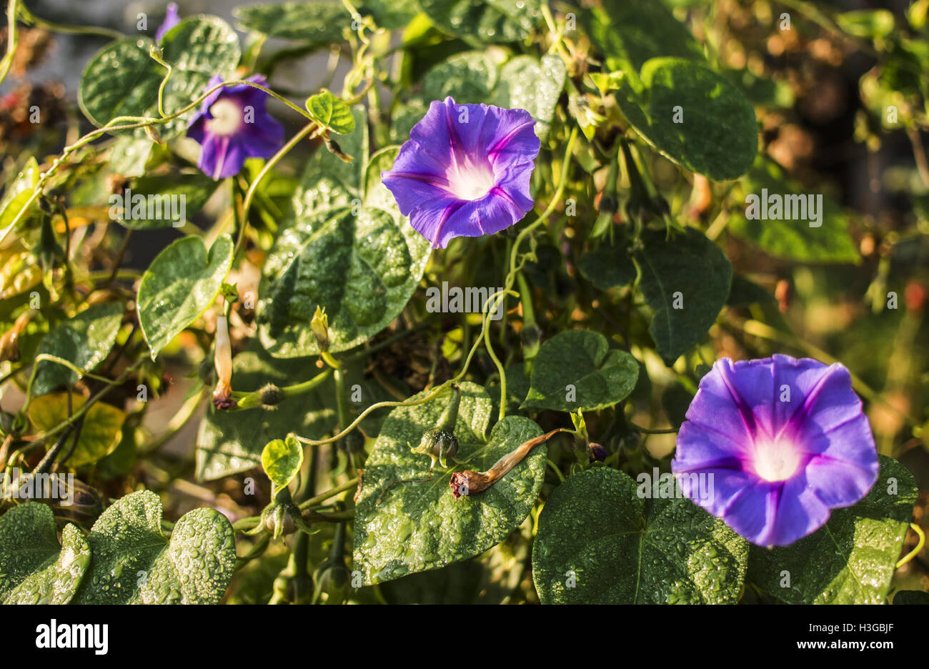 3. Oktober 2016 - sonnigen bunten Petunie Blumen auf einem Blumenbeet © Igor Goiovniov/ZUMA Draht/Alamy Live News Stockfoto