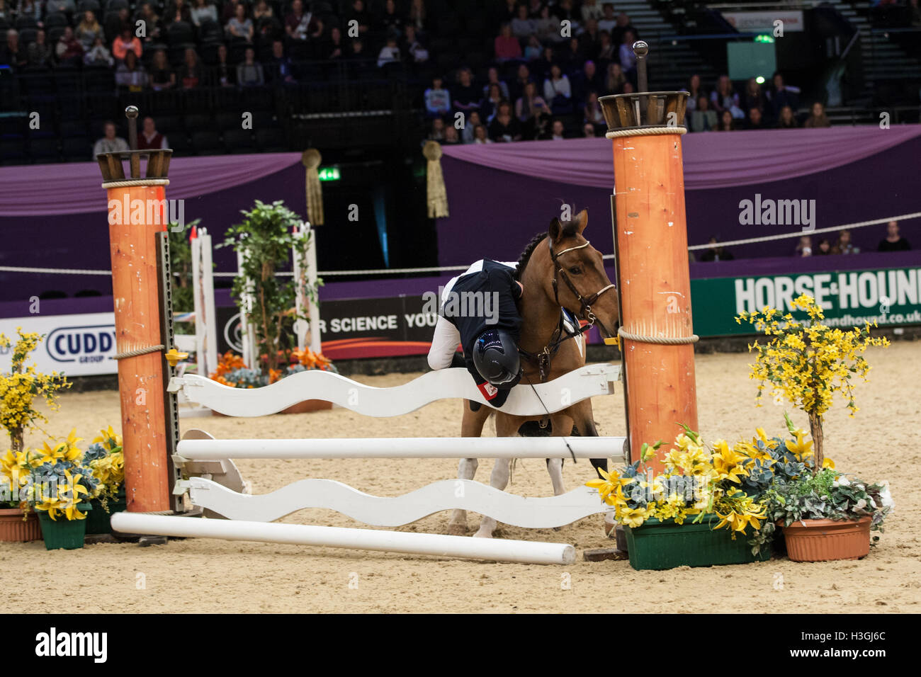 Birmingham, UK 8. Oktober 2016 William Stewart riding High Chapparal fast bekommt vom Pferd geworfen, wie es sich weigert, während Barfoot - Saunt 50. Hochzeitstag 128 cm Meisterschaft-HOY-Pferd des Jahres in Genting Arena Credit springen: Steven Reh/Alamy Live News Stockfoto