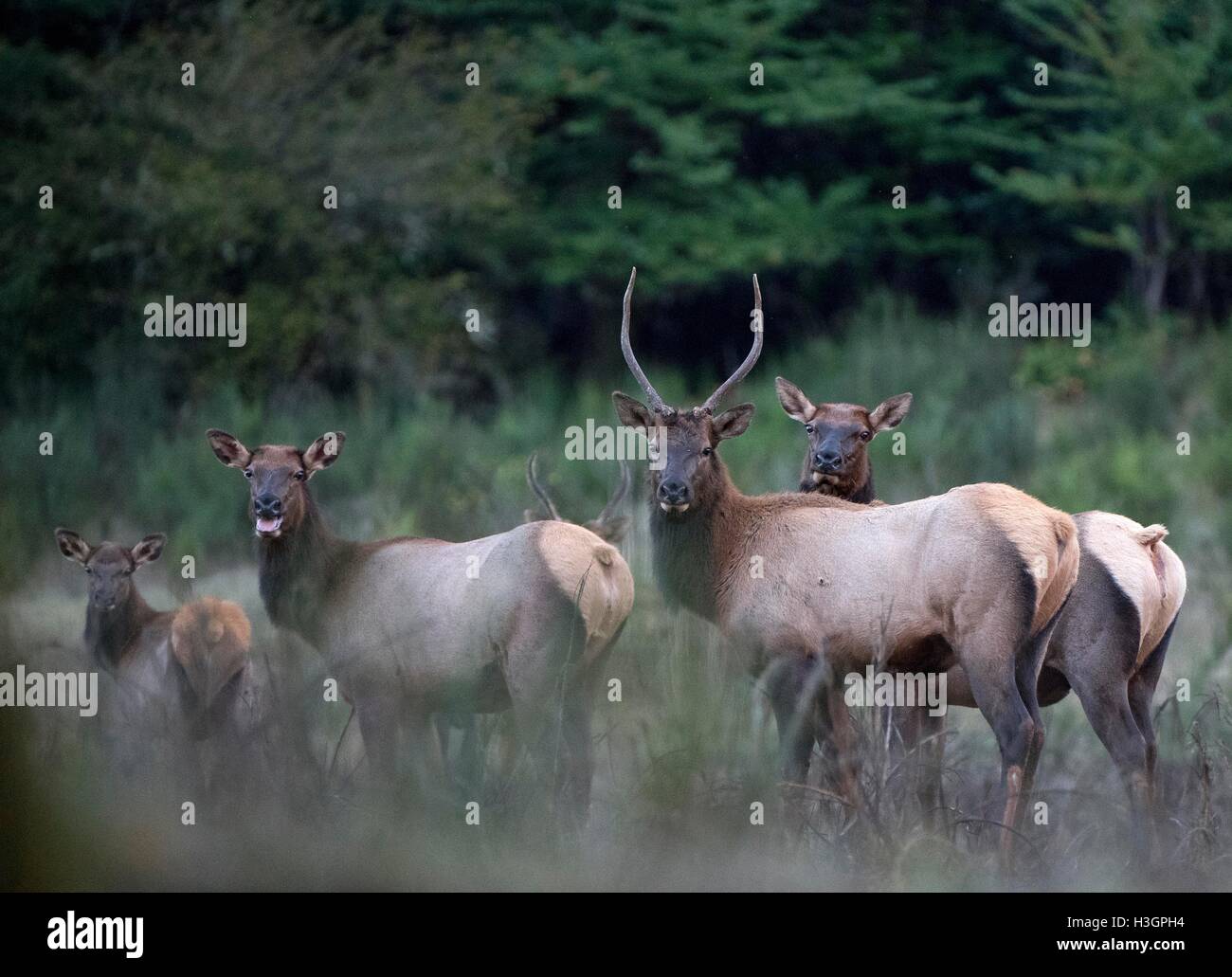 Roseburg, Oregon, USA. 8. Oktober 2016. Eine kleine Herde von Roosevelt Elk stehen auf einem Gebiet in der Nähe von einem bewaldeten Hügel im ländlichen Douglas County im südwestlichen Oregon. © Robin Loznak/ZUMA Draht/Alamy Live-Nachrichten Stockfoto