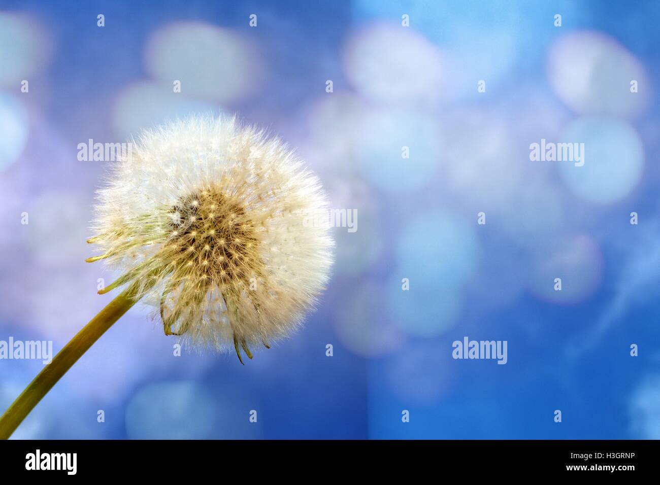 ein Löwenzahn mit vielen blauen Himmel und Sonne Reflexion Stockfoto