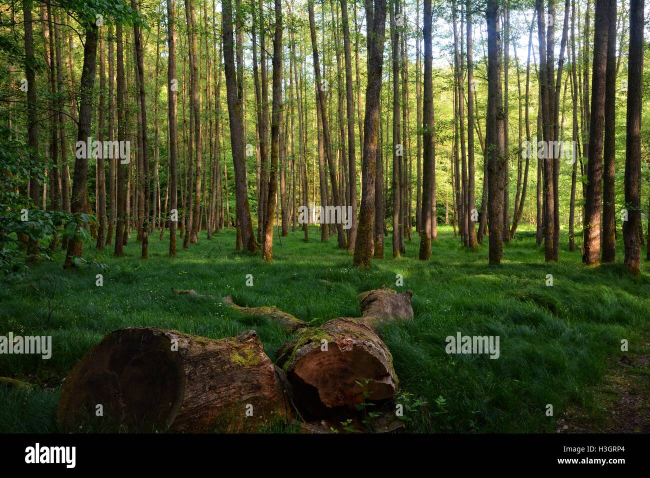 dicken Baumstamm ist vor Farn Wald Stockfoto