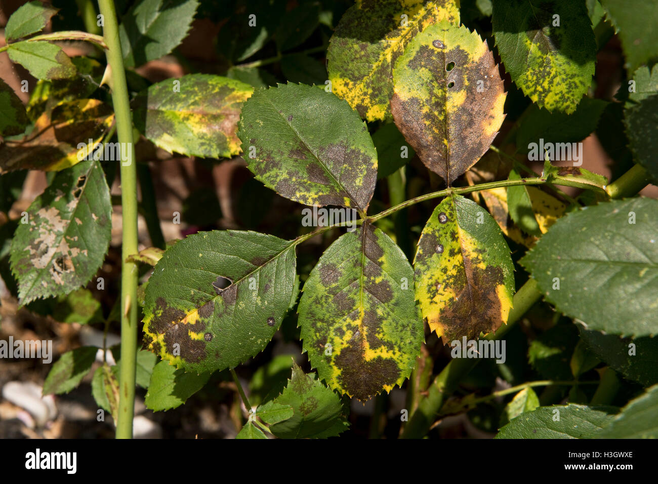 Schwarzer Fleck Krankheit, Diplocarpon Rosae, Symptome auf einem Rosenblatt, Berkshire, August Stockfoto