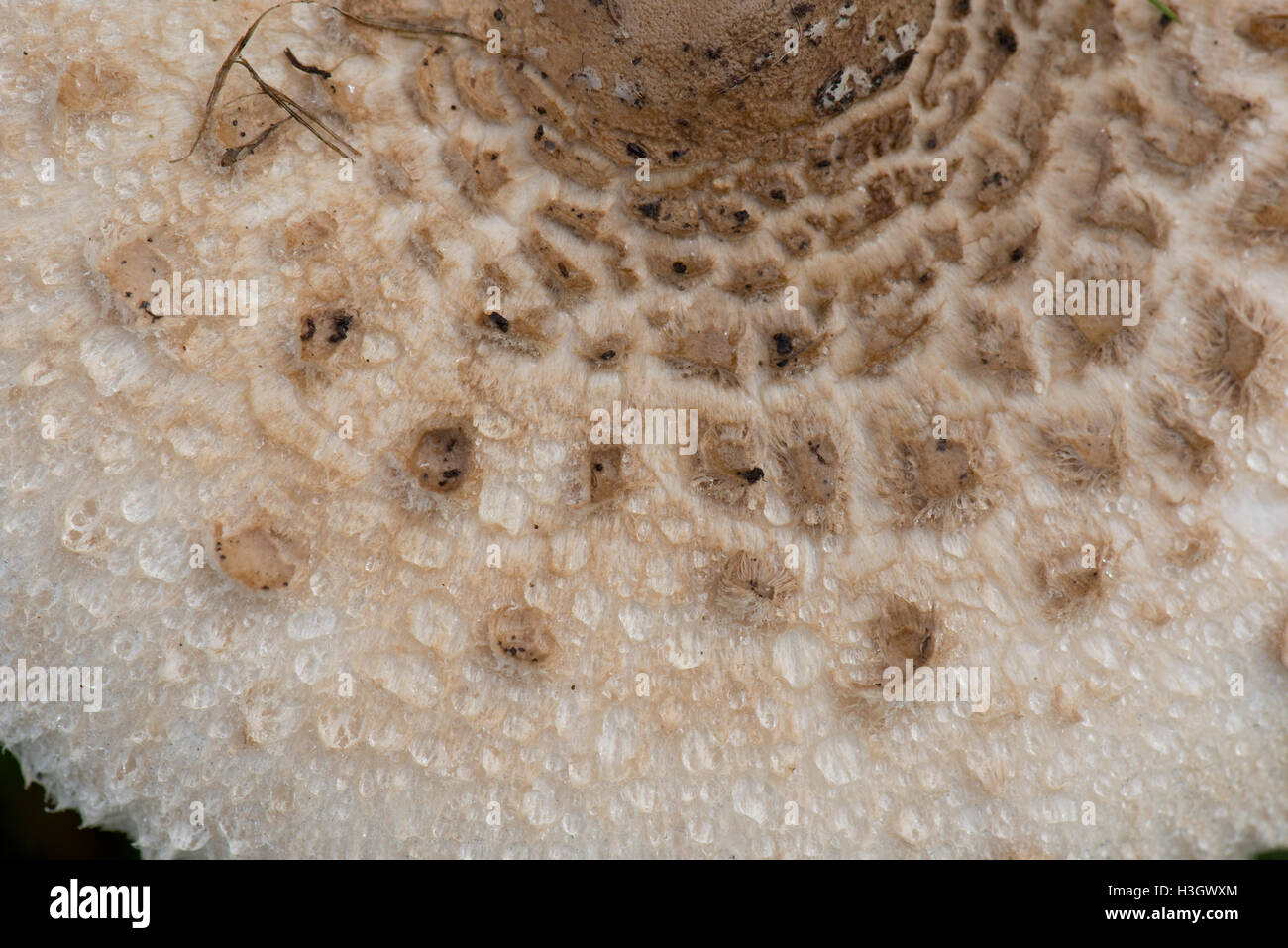 Ein Sonnenschirm Pilz im Grünland, Macrolepiota Procera, mit Kappe Fulkly offen und deutlich gekennzeichneten, September Stockfoto