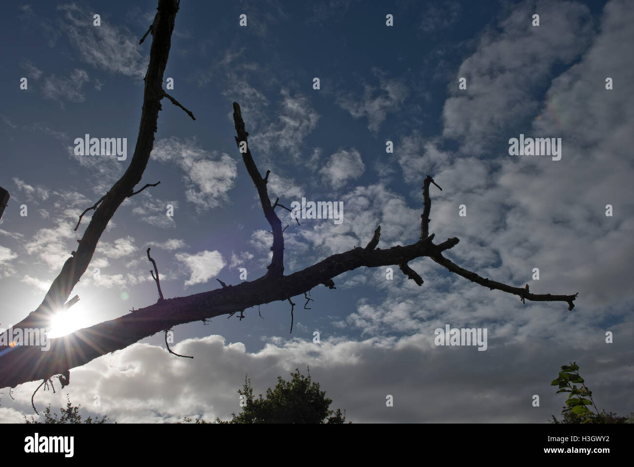 Silhouette einer gefallenen Niederlassung auf einer alten Eiche, Sonne im Rücken mit blauen Himmel und leichte flauschige Wolken, Berkshire, Oktober Stockfoto