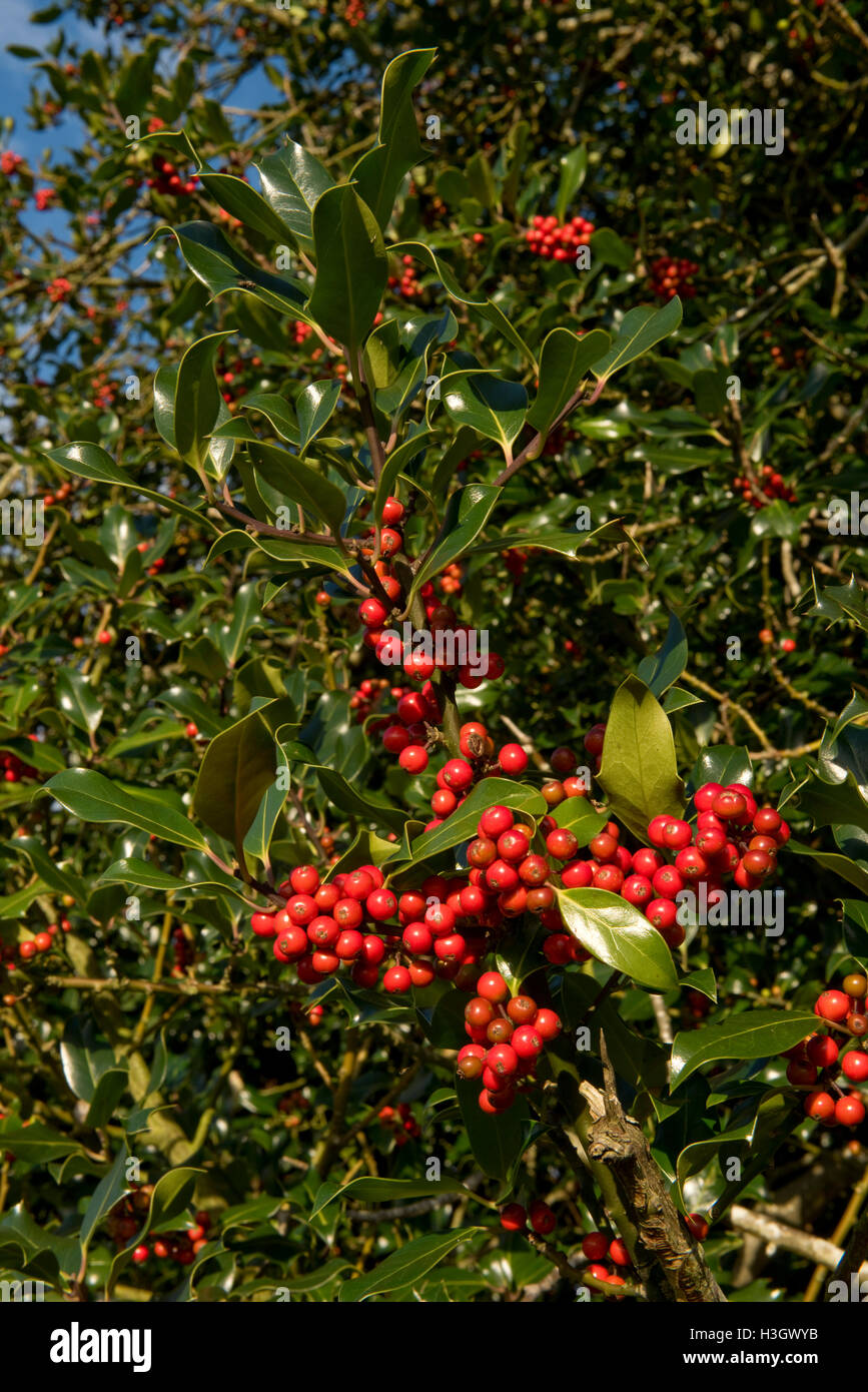 Reife rote Stechpalme Beeren auf dem Baum bei Sonnenschein am Nachmittag im Herbst, bereit für Weihnachten oder Wildvögeln Stockfoto