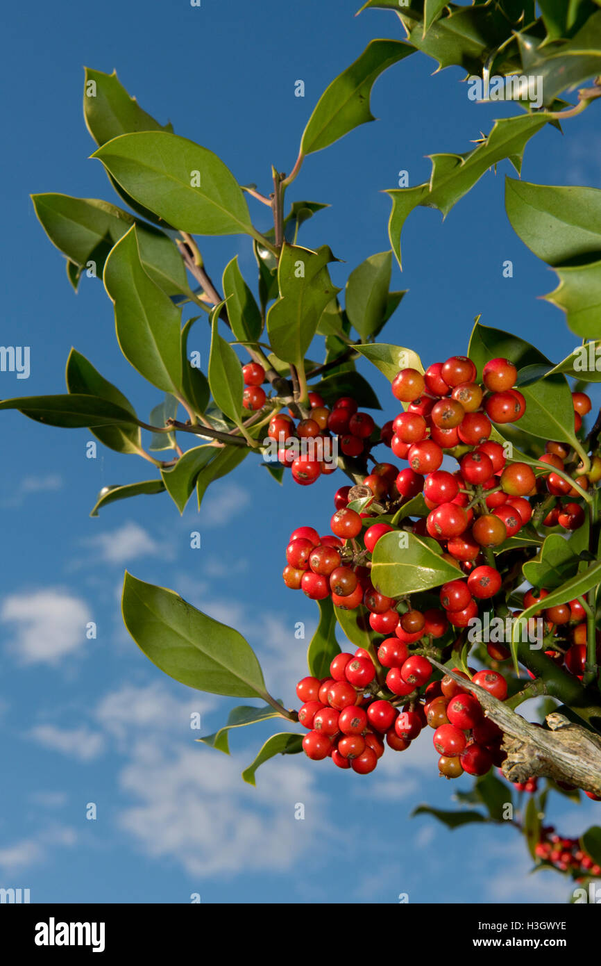 Reife rote Stechpalme Beeren auf dem Baum bei Sonnenschein am Nachmittag im Herbst, bereit für Weihnachten oder Wildvögeln Stockfoto