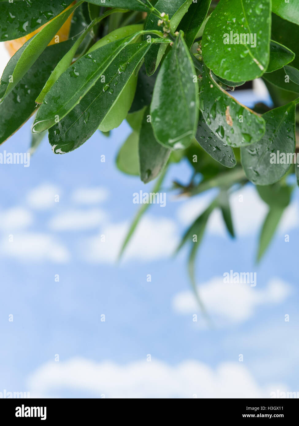Nassen Zitronenbaum Blätter auf dem Hintergrund des blauen Himmels. Stockfoto