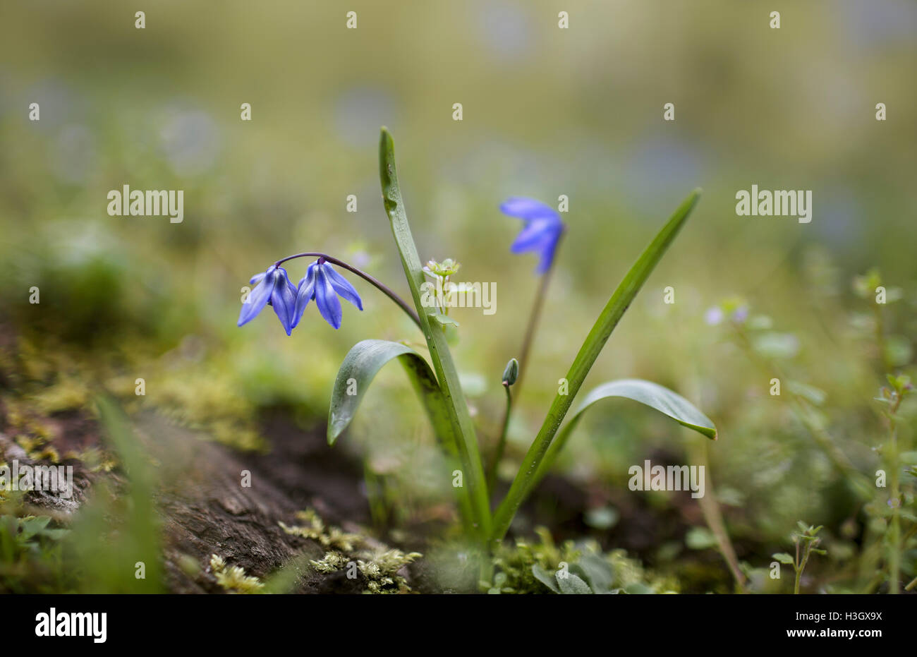 Gruppe der blauen Scilla-Blumen im frühen Frühling Stockfoto