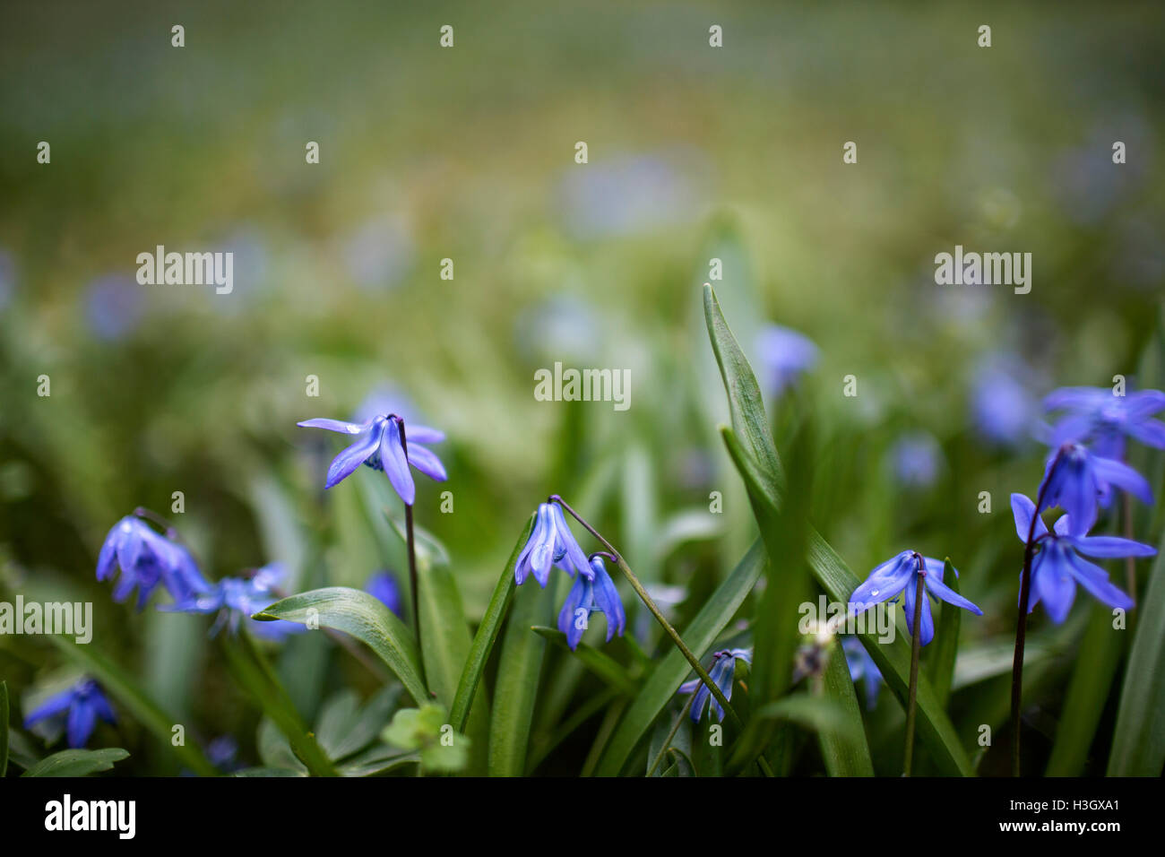 Gruppe der blauen Scilla-Blumen im frühen Frühling Stockfoto