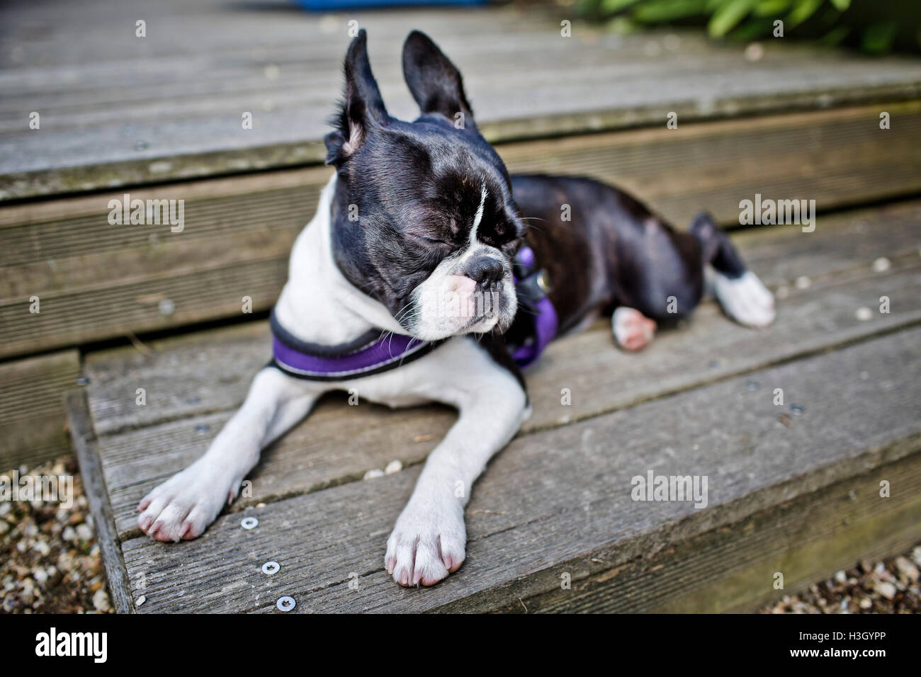 Boston Terrier, ruhen Sie sich nach draußen spielen Stockfoto