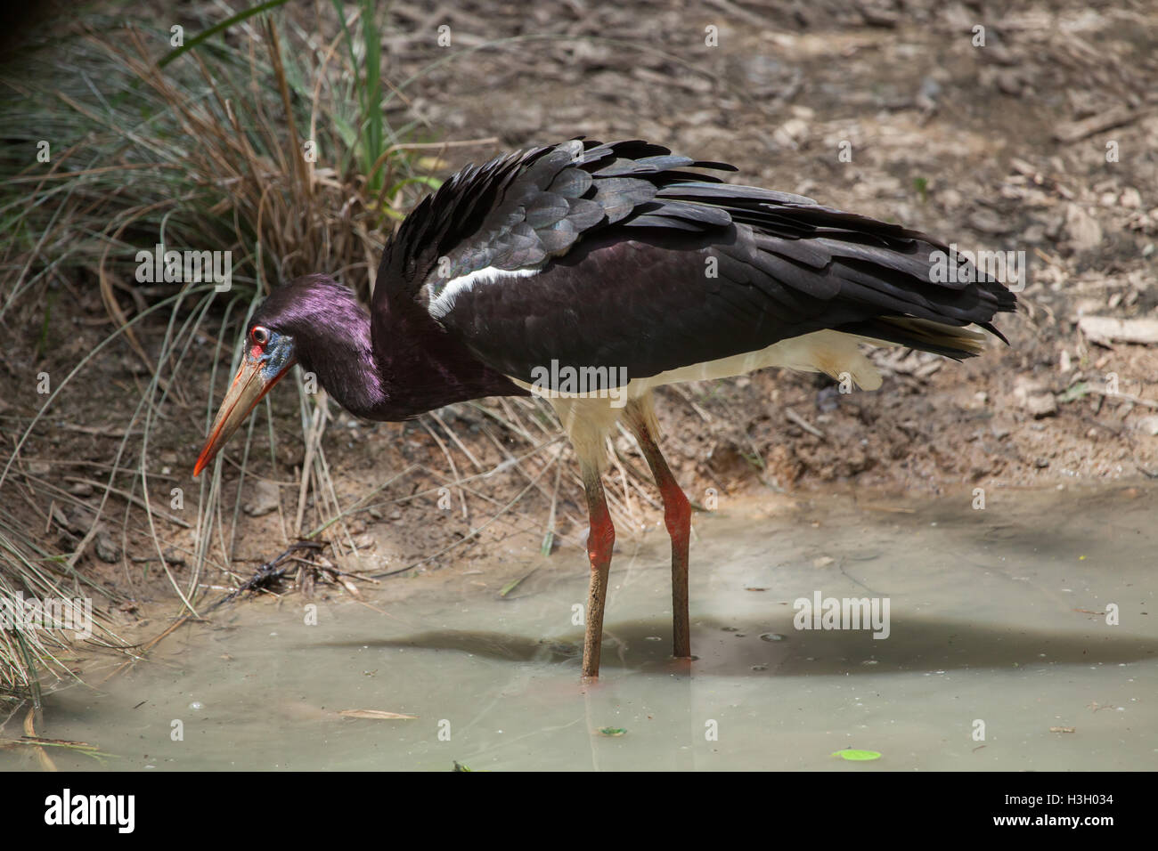 Die Abdim Storch (Ciconia Abdimii), auch bekannt als der White-bellied Storch. Tierwelt Tier. Stockfoto