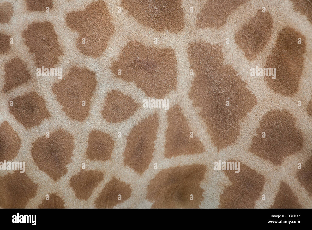 Kordofan Giraffe (Giraffa Plancius Antiquorum), auch bekannt als die zentrale Afrikanische Giraffe. Textur der Haut. Tierwelt Tier. Stockfoto