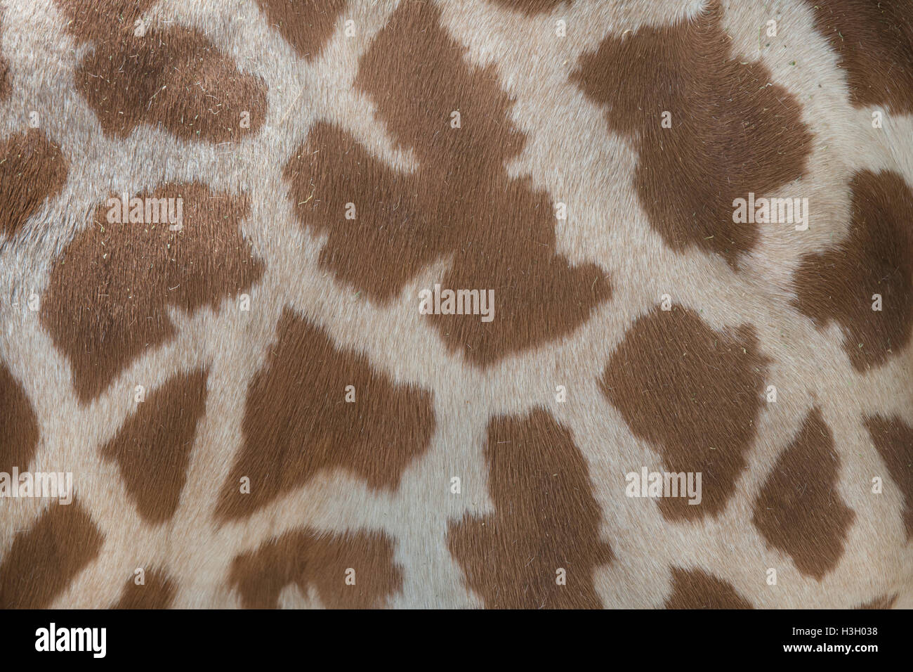 Kordofan Giraffe (Giraffa Plancius Antiquorum), auch bekannt als die zentrale Afrikanische Giraffe. Textur der Haut. Tierwelt Tier. Stockfoto