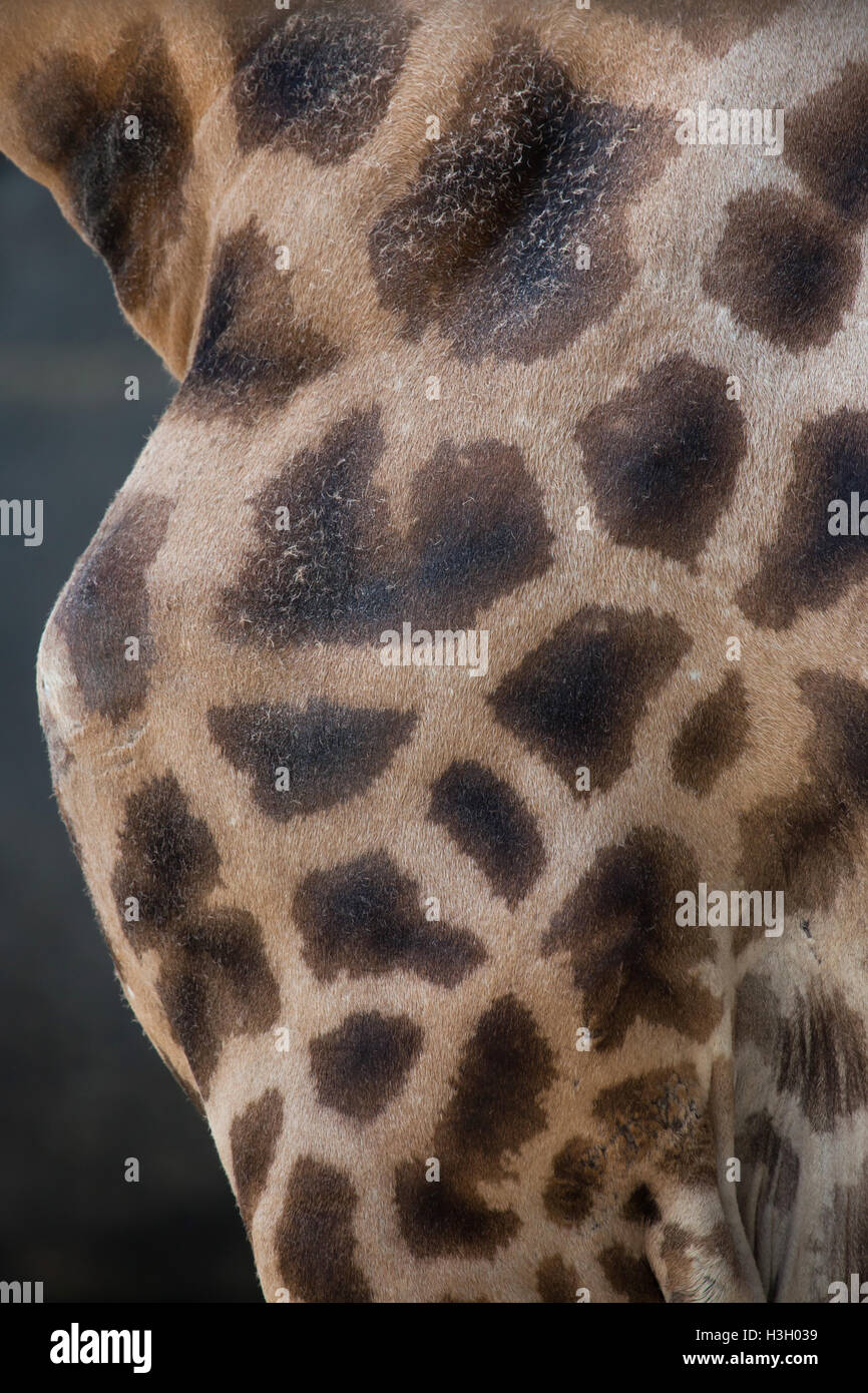 Kordofan Giraffe (Giraffa Plancius Antiquorum), auch bekannt als die zentrale Afrikanische Giraffe. Textur der Haut. Tierwelt Tier. Stockfoto