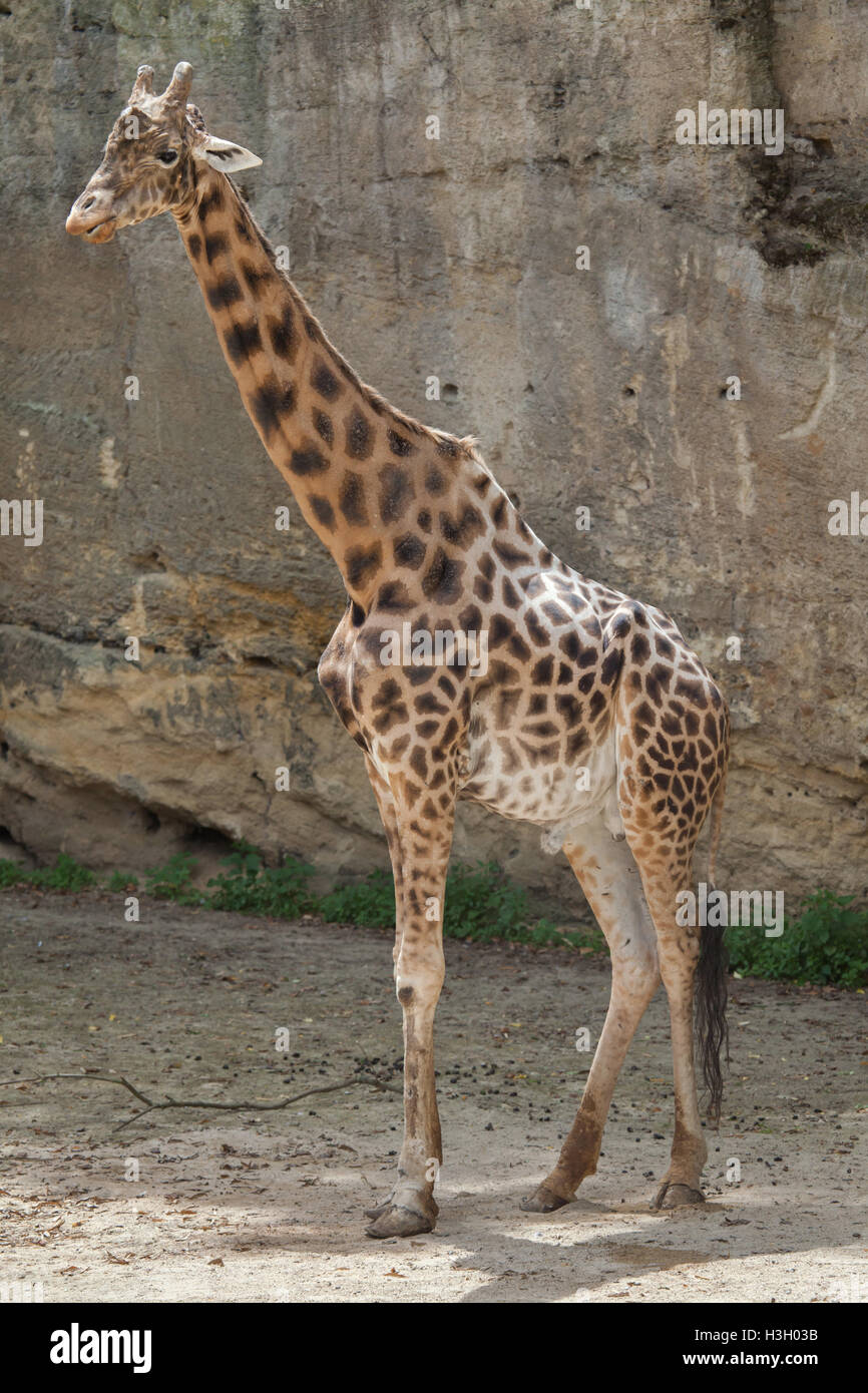 Kordofan-Giraffe (Giraffa Plancius Antiquorum), auch bekannt als die zentrale Afrikanische Giraffe im Zoo Doue la Fontaine in Maine Stockfoto