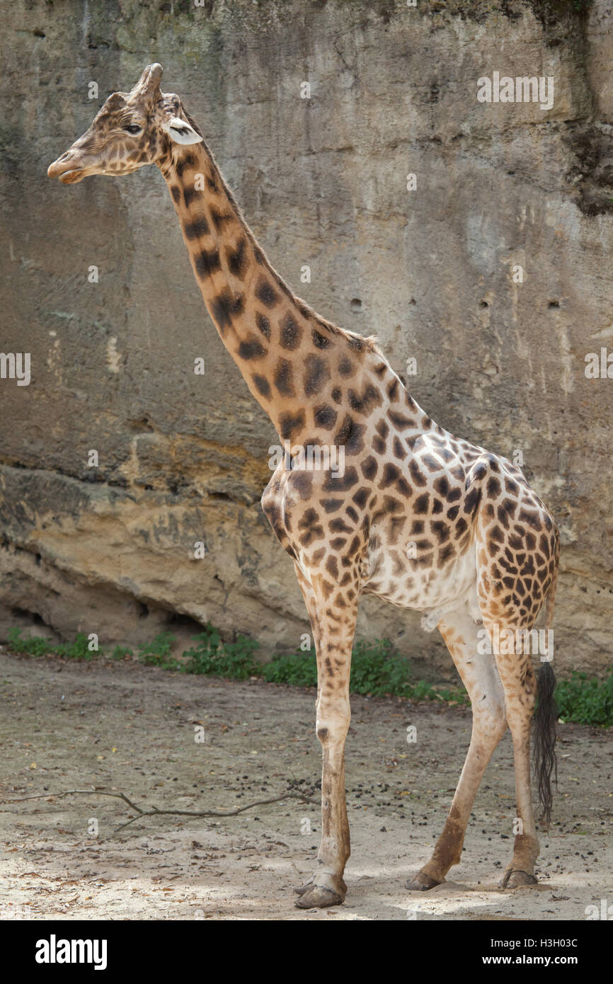 Kordofan-Giraffe (Giraffa Plancius Antiquorum), auch bekannt als die zentrale Afrikanische Giraffe im Zoo Doue la Fontaine in Maine Stockfoto