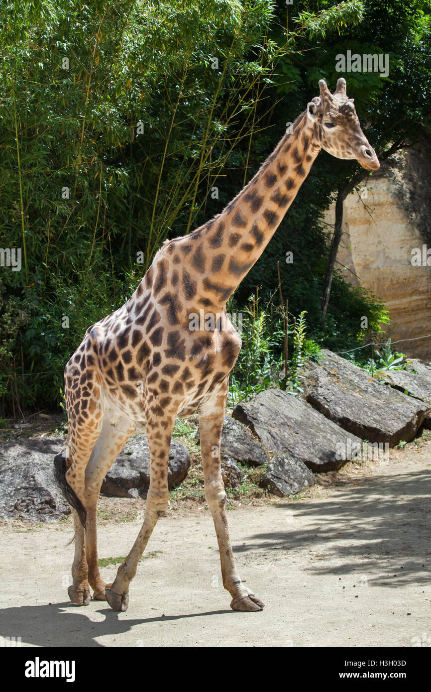 Kordofan-Giraffe (Giraffa Plancius Antiquorum), auch bekannt als die zentrale Afrikanische Giraffe im Zoo Doue la Fontaine in Maine Stockfoto