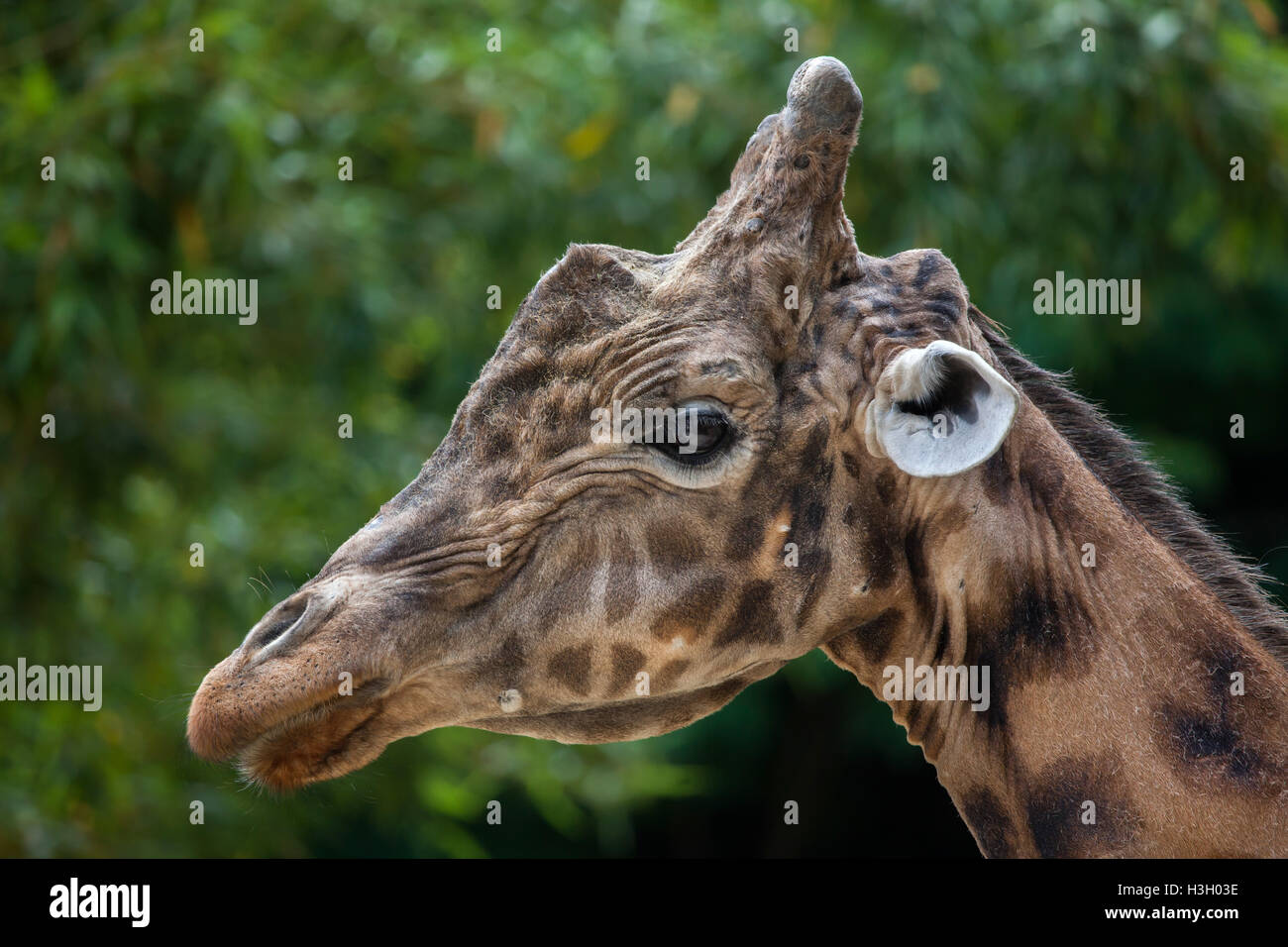 Kordofan-Giraffe (Giraffa Plancius Antiquorum), auch bekannt als die zentrale Afrikanische Giraffe im Zoo Doue la Fontaine in Main Stockfoto