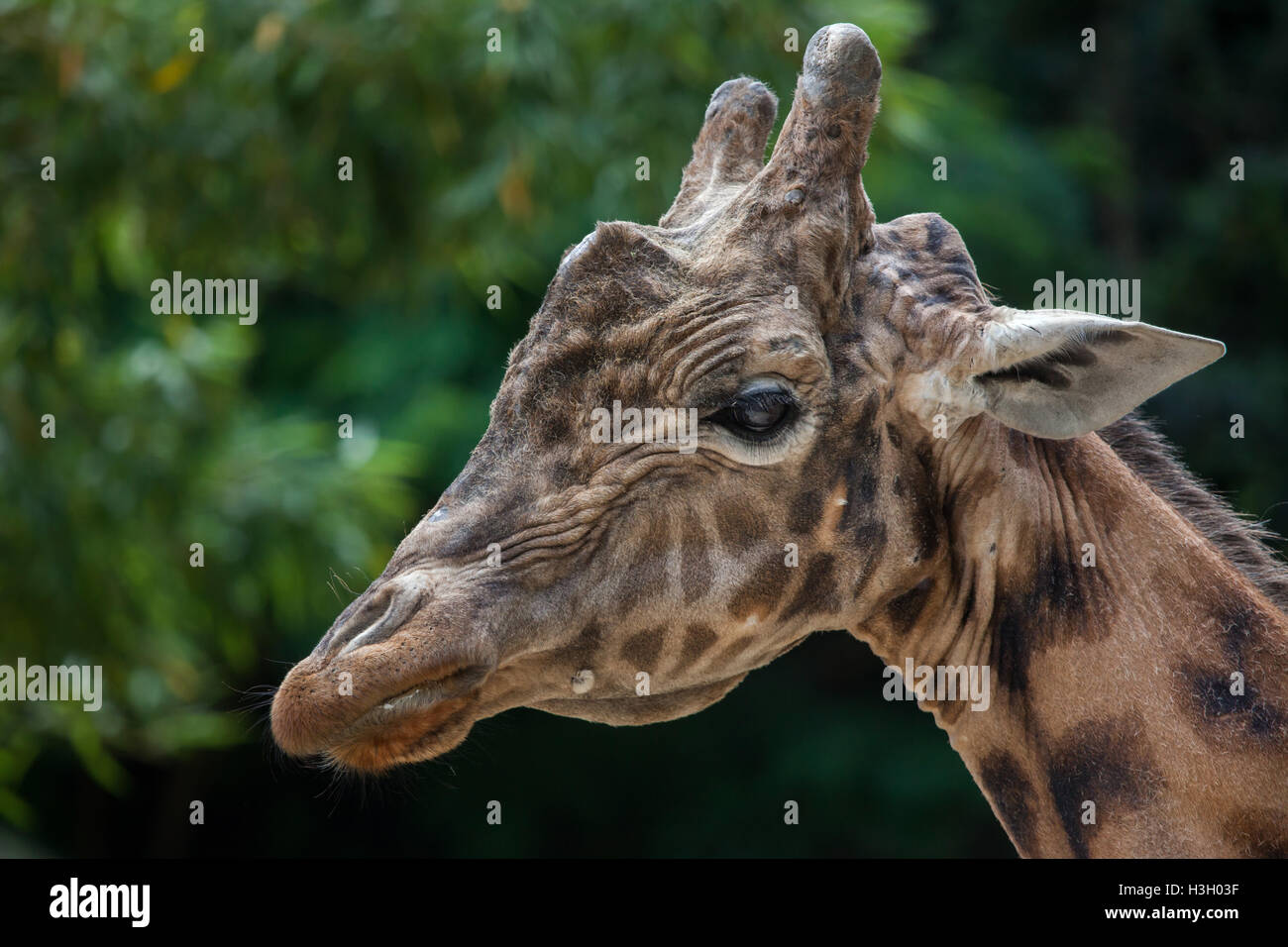Kordofan-Giraffe (Giraffa Plancius Antiquorum), auch bekannt als die zentrale Afrikanische Giraffe im Zoo Doue la Fontaine in Main Stockfoto