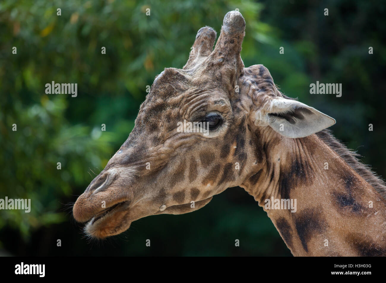 Kordofan-Giraffe (Giraffa Plancius Antiquorum), auch bekannt als die zentrale Afrikanische Giraffe im Zoo Doue la Fontaine in Main Stockfoto