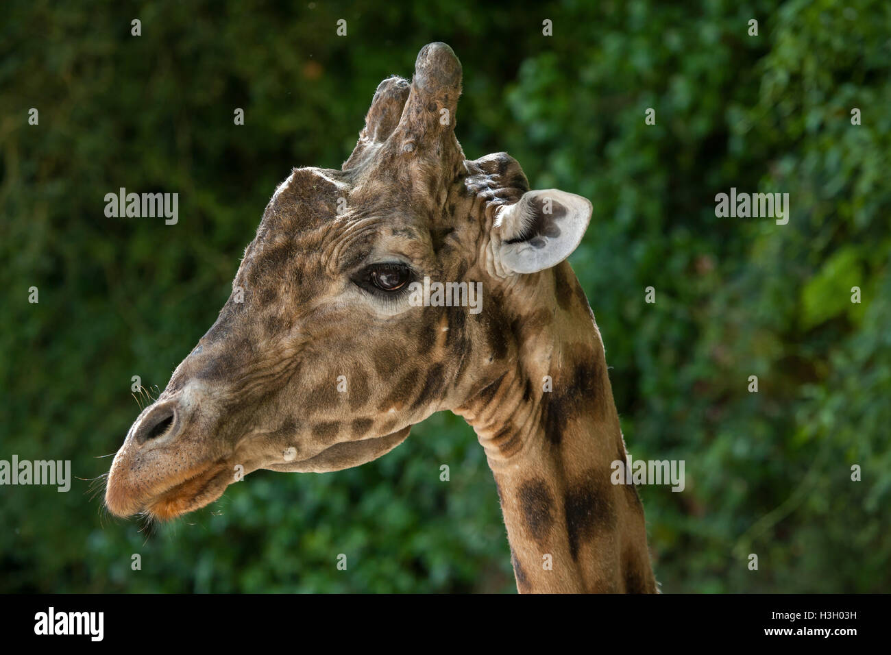 Kordofan-Giraffe (Giraffa Plancius Antiquorum), auch bekannt als die zentrale Afrikanische Giraffe im Zoo Doue la Fontaine in Main Stockfoto