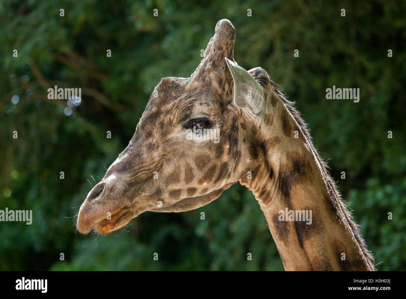 Kordofan-Giraffe (Giraffa Plancius Antiquorum), auch bekannt als die zentrale Afrikanische Giraffe im Zoo Doue la Fontaine in Main Stockfoto