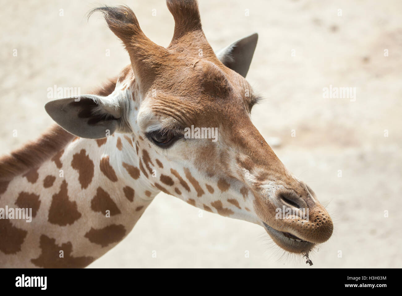Kordofan Giraffe (Giraffa Plancius Antiquorum), auch bekannt als die zentrale Afrikanische Giraffe. Tierwelt Tier. Stockfoto