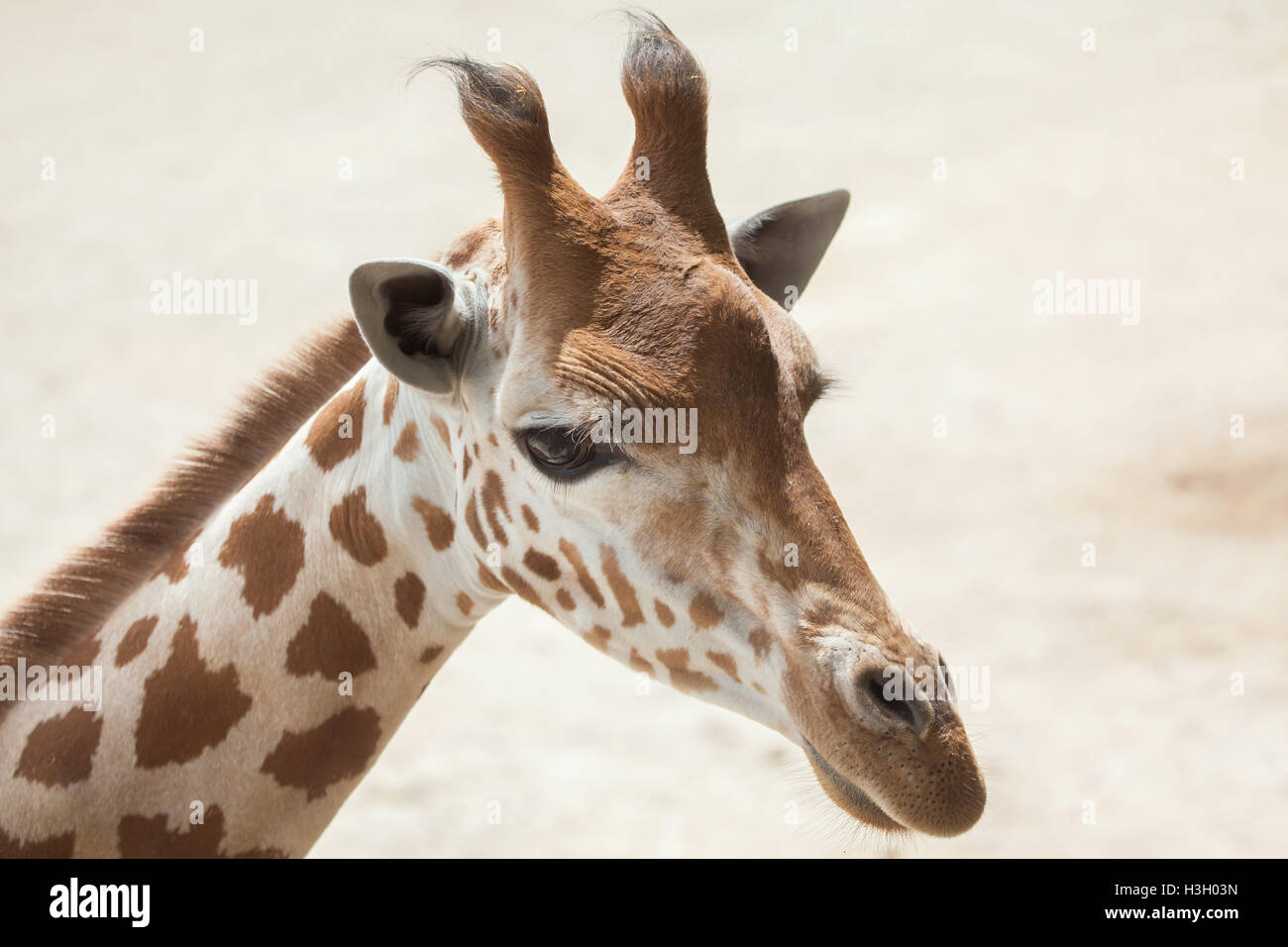 Kordofan Giraffe (Giraffa Plancius Antiquorum), auch bekannt als die zentrale Afrikanische Giraffe. Tierwelt Tier. Stockfoto