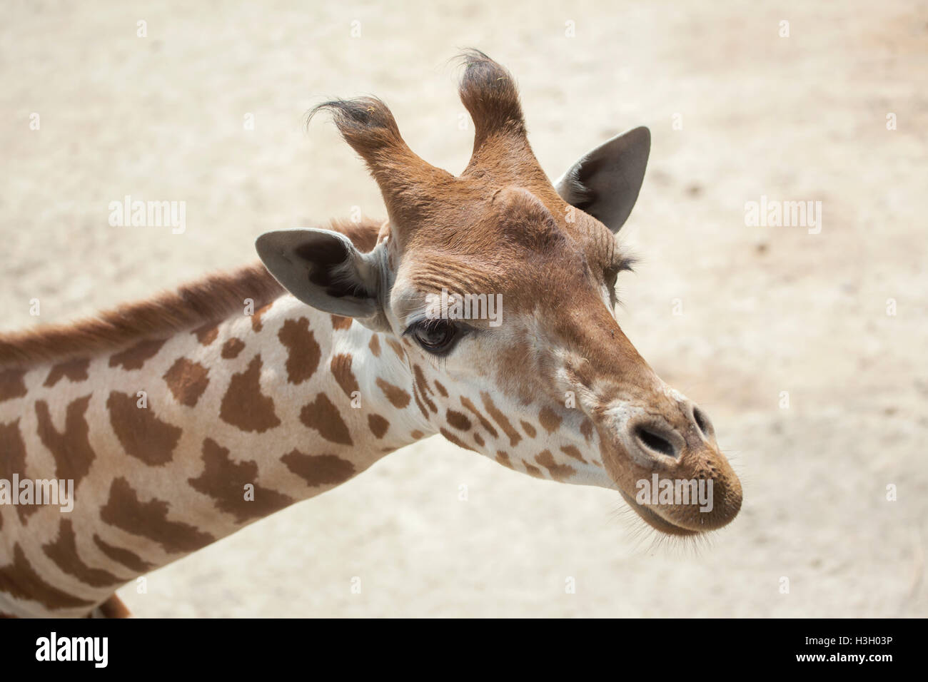 Kordofan Giraffe (Giraffa Plancius Antiquorum), auch bekannt als die zentrale Afrikanische Giraffe. Tierwelt Tier. Stockfoto