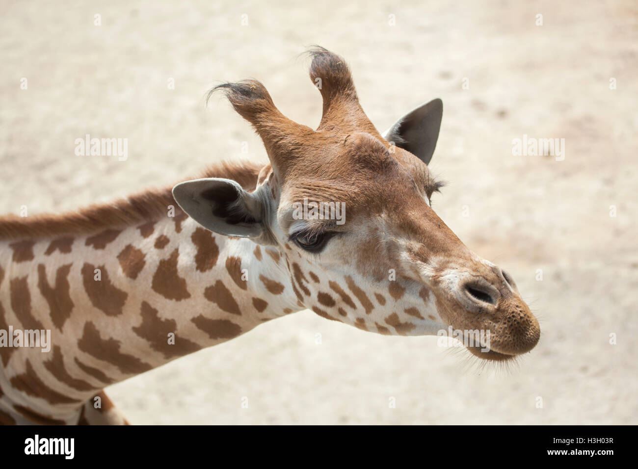 Kordofan Giraffe (Giraffa Plancius Antiquorum), auch bekannt als die zentrale Afrikanische Giraffe. Tierwelt Tier. Stockfoto