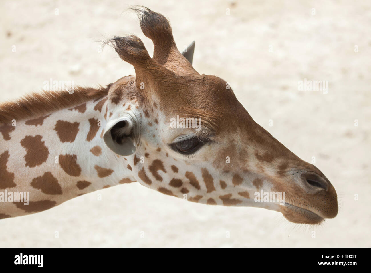 Kordofan Giraffe (Giraffa Plancius Antiquorum), auch bekannt als die zentrale Afrikanische Giraffe. Tierwelt Tier. Stockfoto