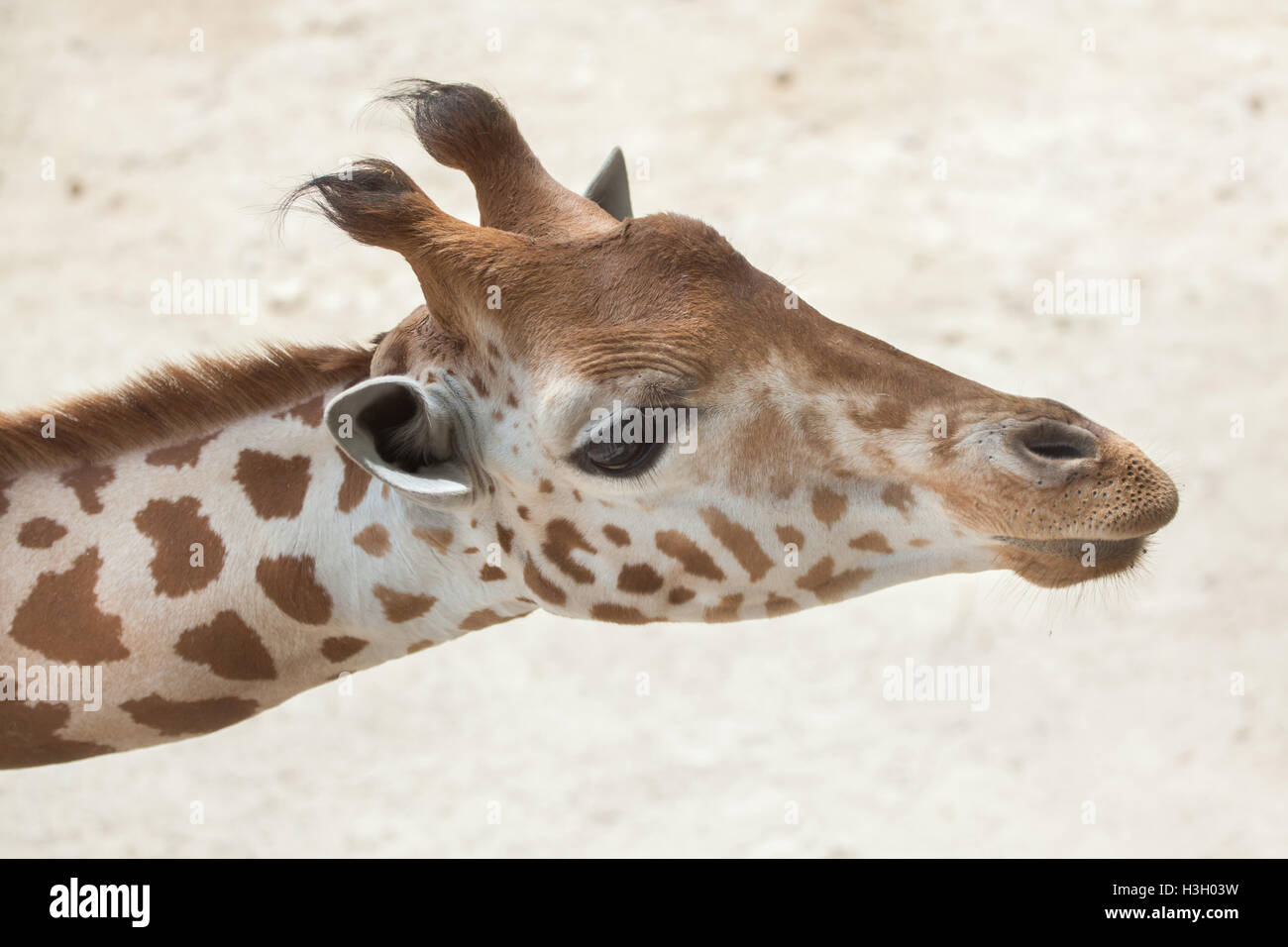 Kordofan Giraffe (Giraffa Plancius Antiquorum), auch bekannt als die zentrale Afrikanische Giraffe. Tierwelt Tier. Stockfoto