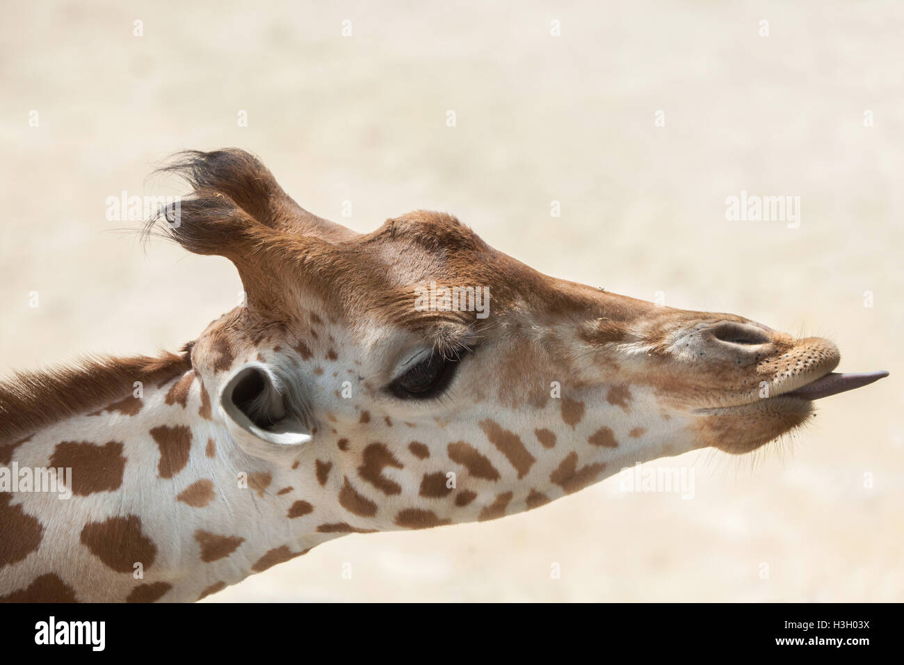 Kordofan Giraffe (Giraffa Plancius Antiquorum), auch bekannt als die zentrale Afrikanische Giraffe. Tierwelt Tier. Stockfoto