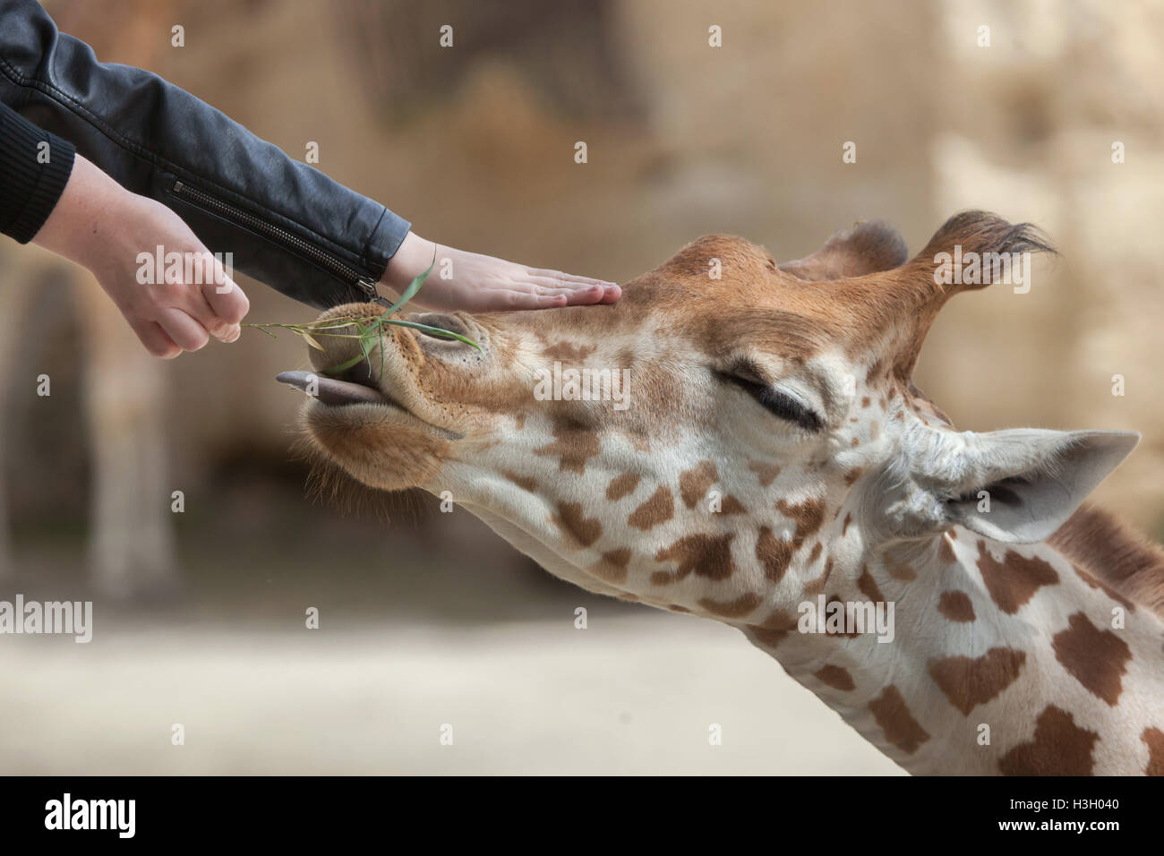Besucher zu ernähren und berühren die Kordofan-Giraffe (Giraffa Plancius Antiquorum), auch bekannt als die zentrale Afrikanische Giraffe bei D Stockfoto