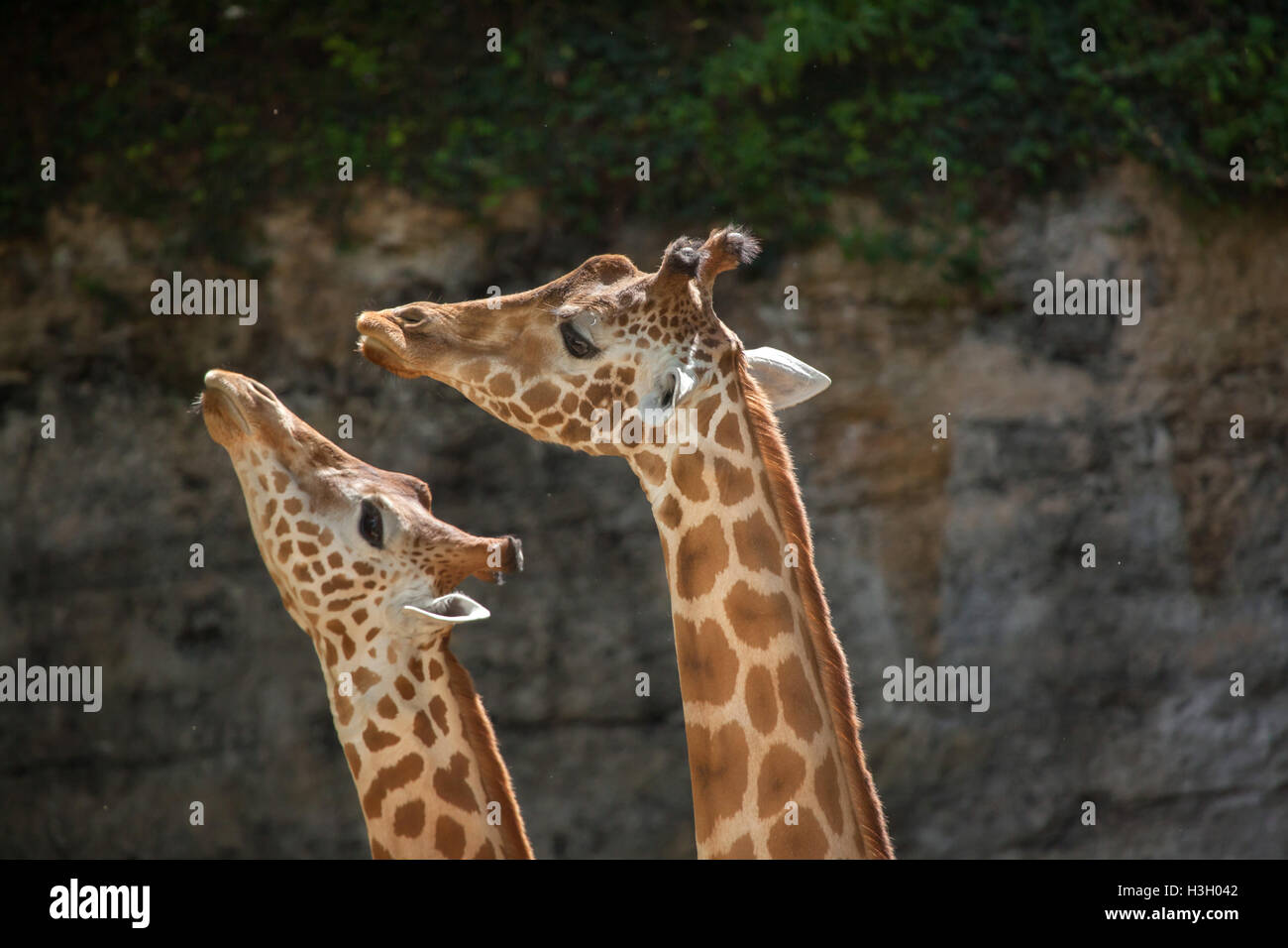 Kordofan-Giraffe (Giraffa Plancius Antiquorum), auch bekannt als die zentrale Afrikanische Giraffe im Zoo Doue la Fontaine in Maine Stockfoto