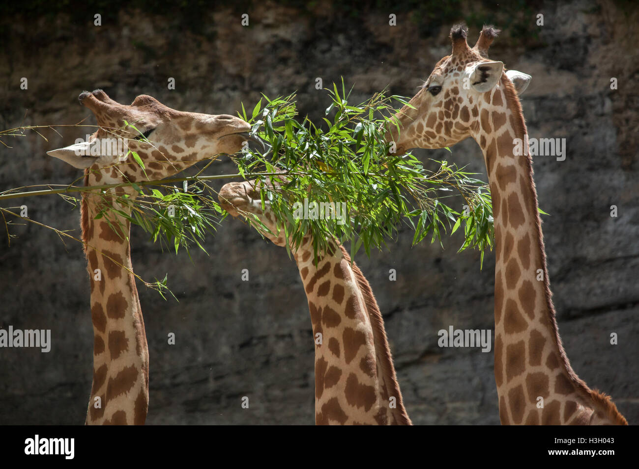 Kordofan-Giraffe (Giraffa Plancius Antiquorum), auch bekannt als die zentrale Afrikanische Giraffe im Zoo Doue la Fontaine in Maine Stockfoto