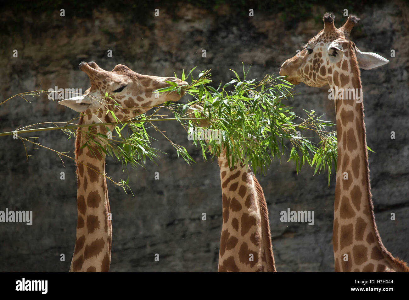 Kordofan-Giraffe (Giraffa Plancius Antiquorum), auch bekannt als die zentrale Afrikanische Giraffe im Zoo Doue la Fontaine in Maine Stockfoto
