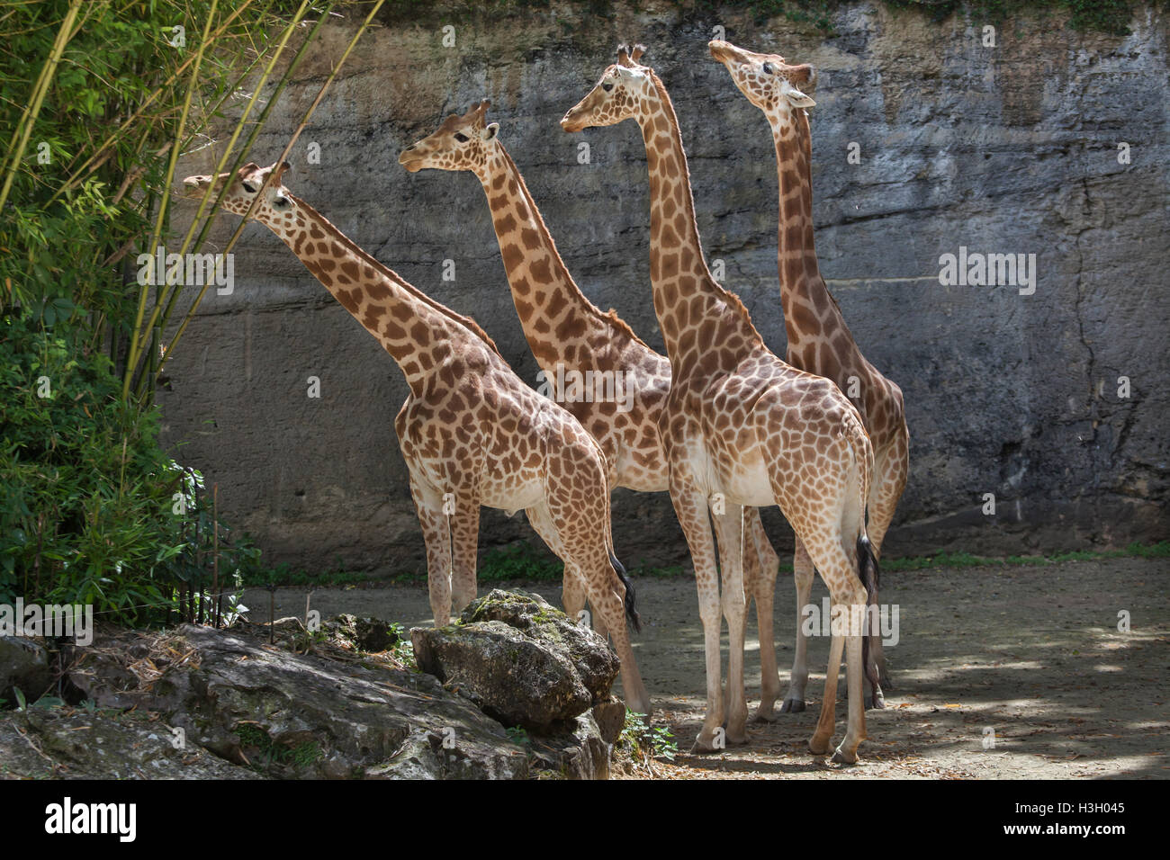 Kordofan-Giraffe (Giraffa Plancius Antiquorum), auch bekannt als die zentrale Afrikanische Giraffe im Zoo Doue la Fontaine in Maine Stockfoto