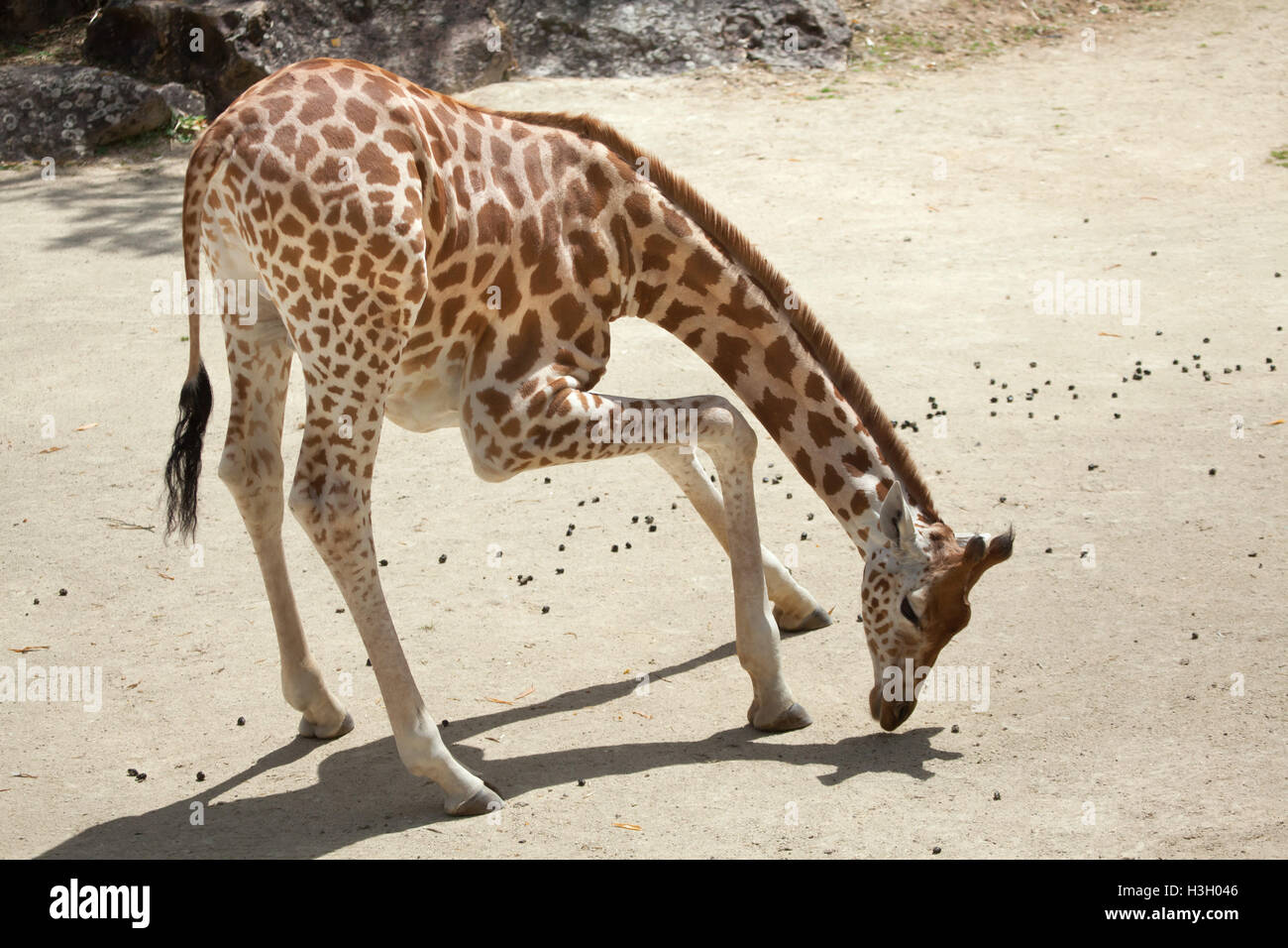 Kordofan-Giraffe (Giraffa Plancius Antiquorum), auch bekannt als die zentrale Afrikanische Giraffe im Zoo Doue la Fontaine in Maine Stockfoto