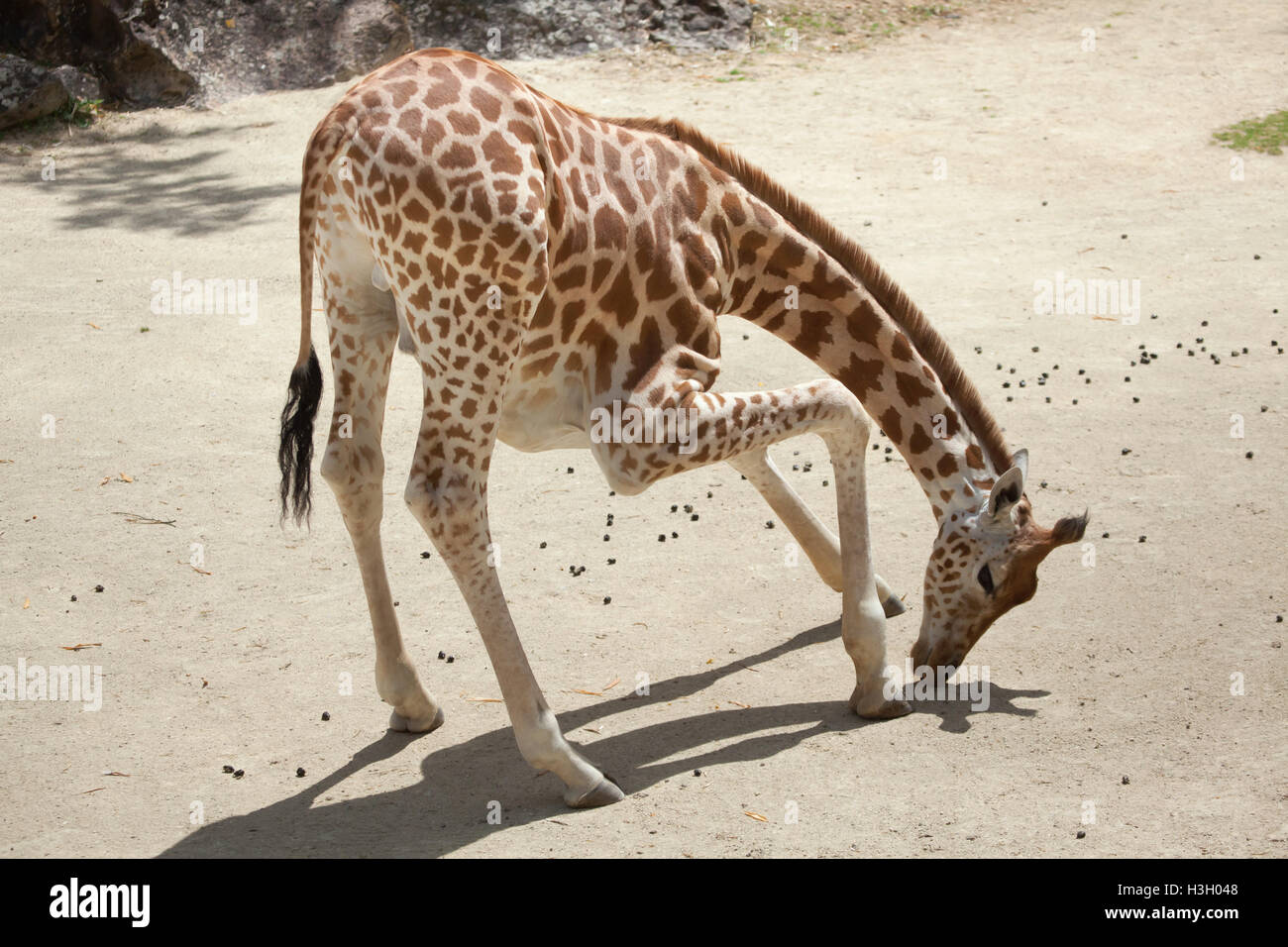Kordofan-Giraffe (Giraffa Plancius Antiquorum), auch bekannt als die zentrale Afrikanische Giraffe im Zoo Doue la Fontaine in Maine Stockfoto