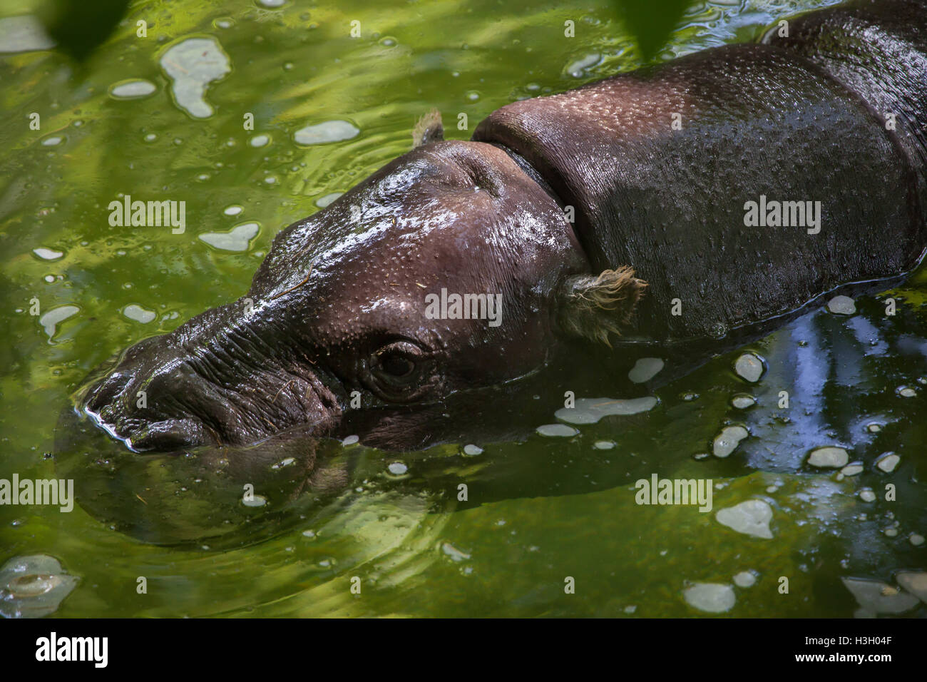 Pygmy Hippopotamus (Choeropsis Liberiensis). Tierwelt Tier. Stockfoto