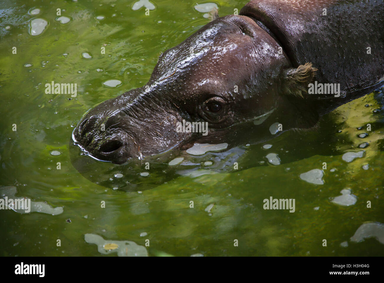 Pygmy Hippopotamus (Choeropsis Liberiensis). Tierwelt Tier. Stockfoto