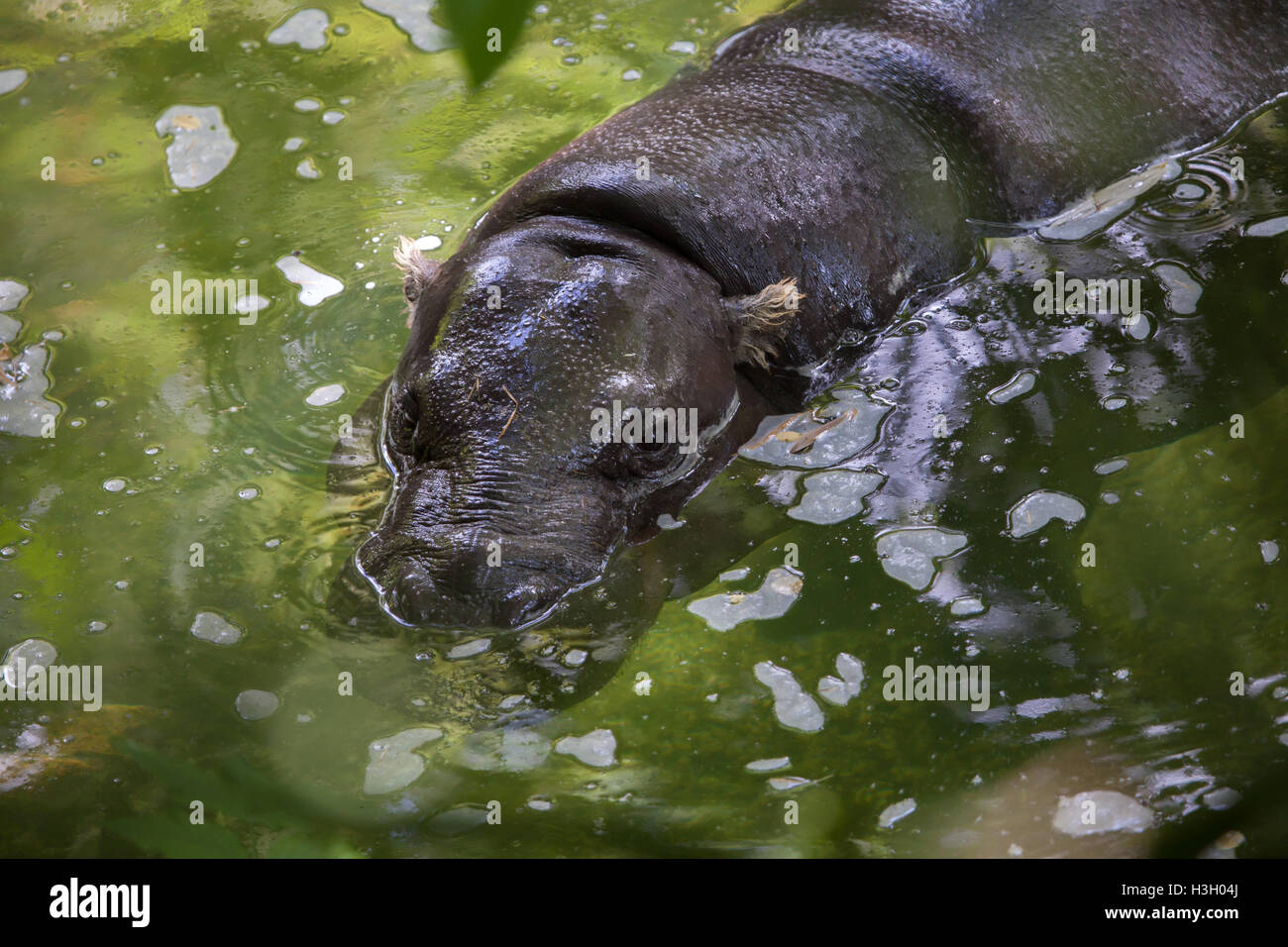 Pygmy Hippopotamus (Choeropsis Liberiensis). Tierwelt Tier. Stockfoto