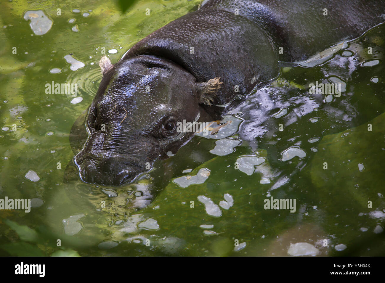 Pygmy Hippopotamus (Choeropsis Liberiensis). Tierwelt Tier. Stockfoto