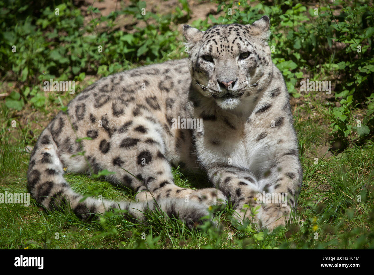 Schneeleopard (Panthera Uncia). Tierwelt Tier. Stockfoto